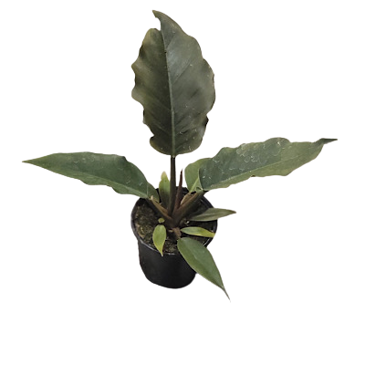 4" Philodendron Choco Empress